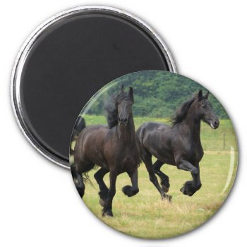 Galloping Friesian Horses  Magnet by HorseStall at Zazzle
