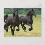 Galloping Friesian Horses  Postcard