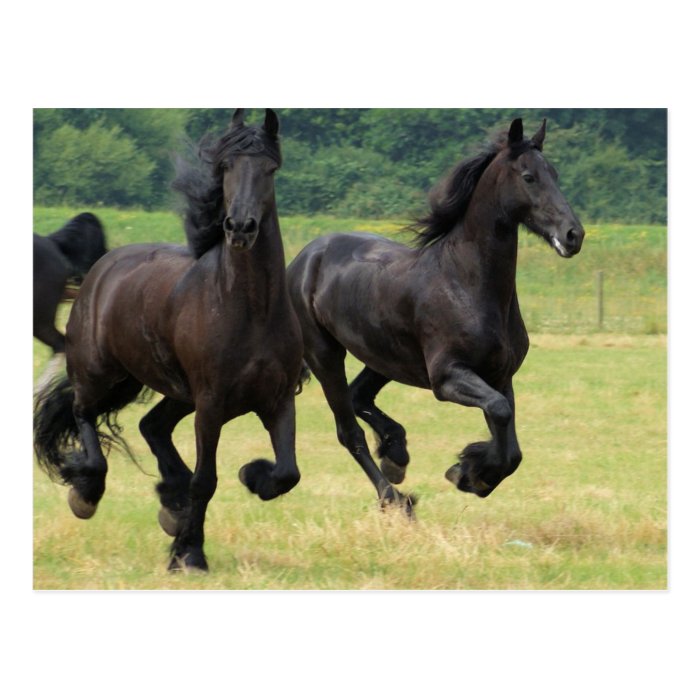 Galloping Friesian Horses  Postcard