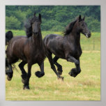 Galloping Friesian Horses Poster