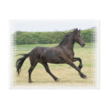 Galloping Friesian Postcard
