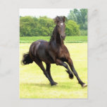 Galloping Horse Postcard