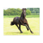 Galloping Horse Postcard