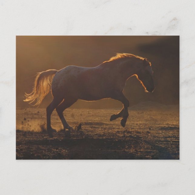 Galloping Horse Postcard With Back Lighting (Front)