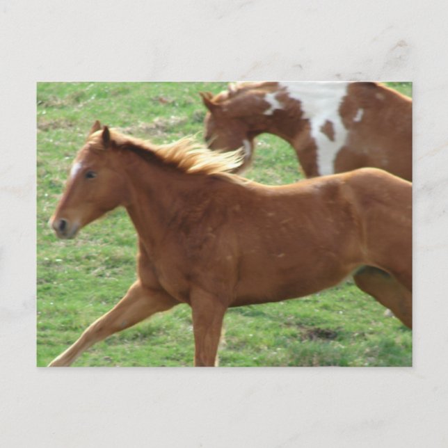 Galloping Horses Postcard (Front)