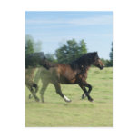 Galloping Mustangs Postcard