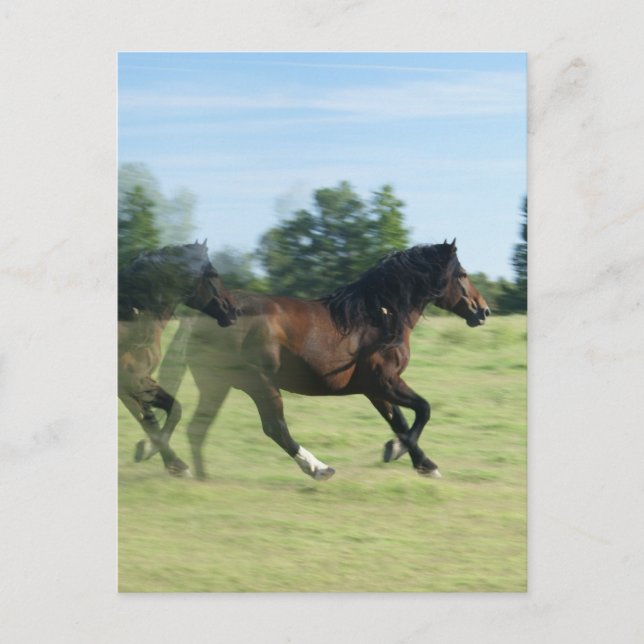 Galloping Mustangs Postcard (Front)