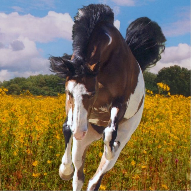 Galloping Paint Horse, Photo Sculpture (Front)