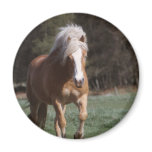 Galloping Palomino  Magnet