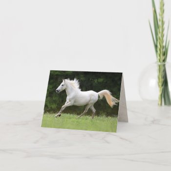 Galloping White Horse Card by PaintingPony at Zazzle