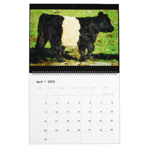 Galloway Cow Cattle Watercolour Paintings Calendar