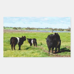 Galloway Cow Family In The Country, Rectangular Sticker