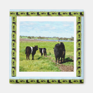 Galloway Cows Framed, Fridge Magnet