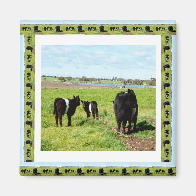 Galloway Cows Framed, Fridge Magnet (Front)