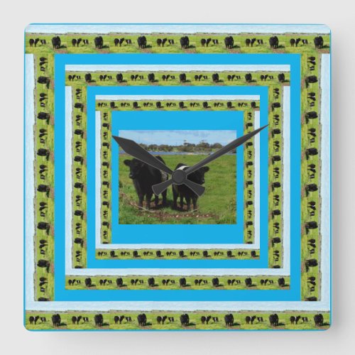 Galloway Cows In Galloway Cow Frames Square Wall Clock