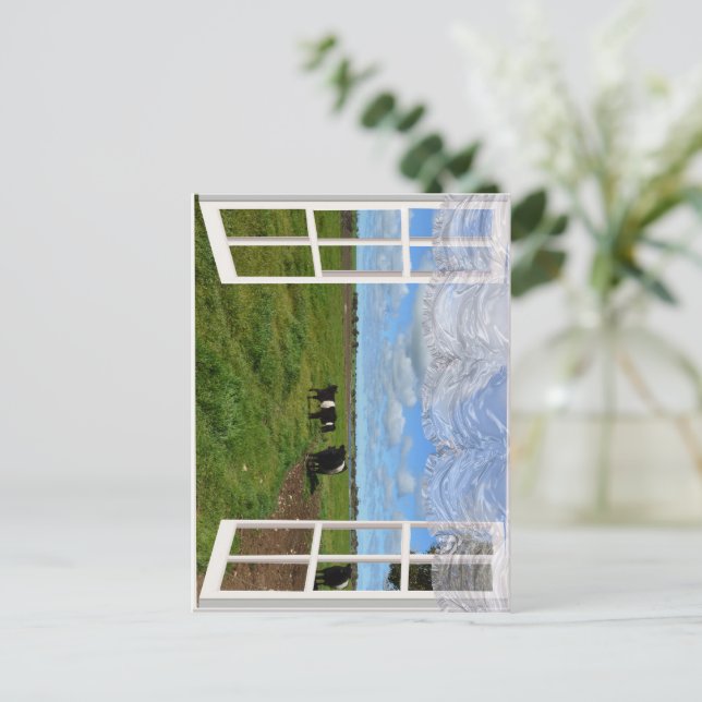 Galloway Cows Through a Window, Postcard (Standing Front)