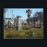 Galveston Graveyard Postcard<br><div class="desc"></div>