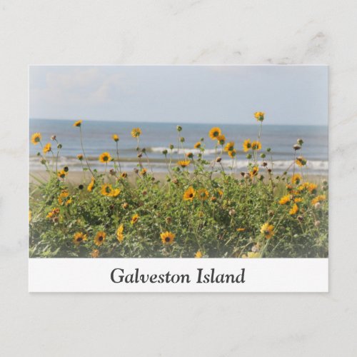 Galveston Island Beach Flowers Postcard