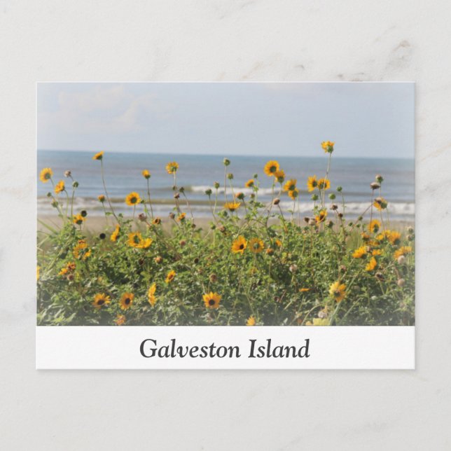 Galveston Island Beach Flowers Postcard (Front)