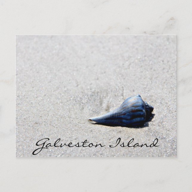 Galveston Island Sea Shell Postcard (Front)