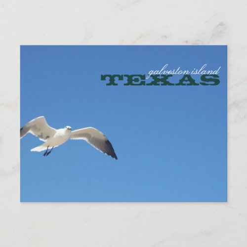 Galveston Island Texas Seagull Travel Postcard