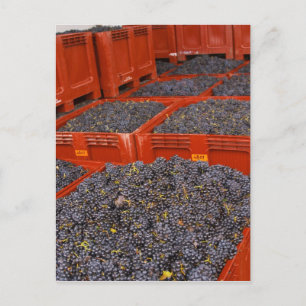 Gamay grapes just in from the harvest at the postcard