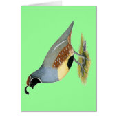 Gambel's Desert Quail (Front)