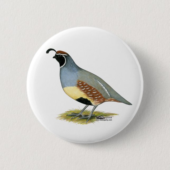 Gambel's Desert Quail Button (Front)