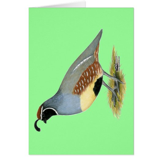 Gambel's Desert Quail Cards (Front)