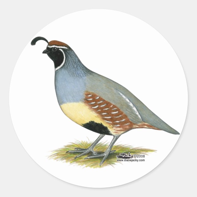 Gambel's Desert Quail Classic Round Sticker (Front)