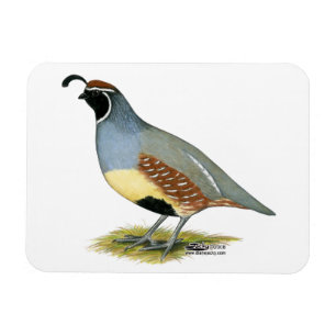 Gambel's Desert Quail Magnet