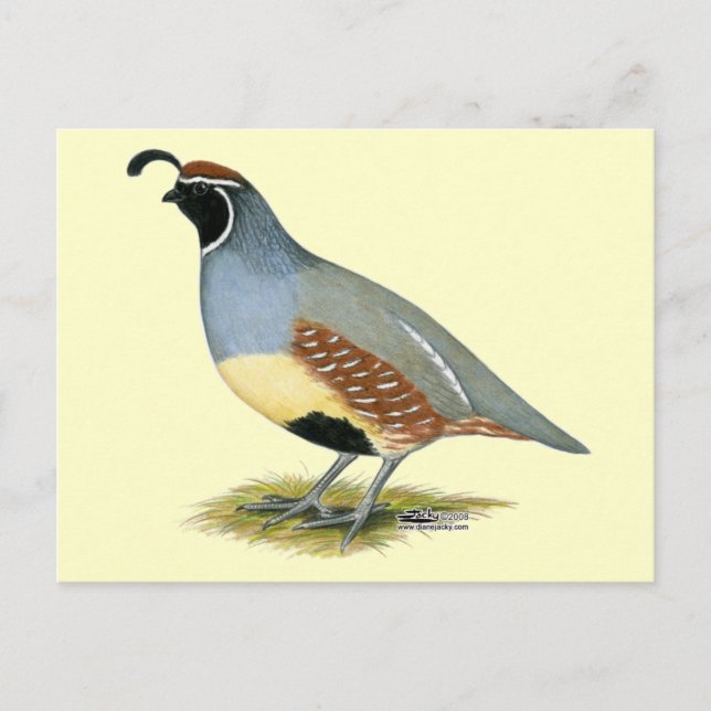 Gambel's Desert Quail Postcard (Front)