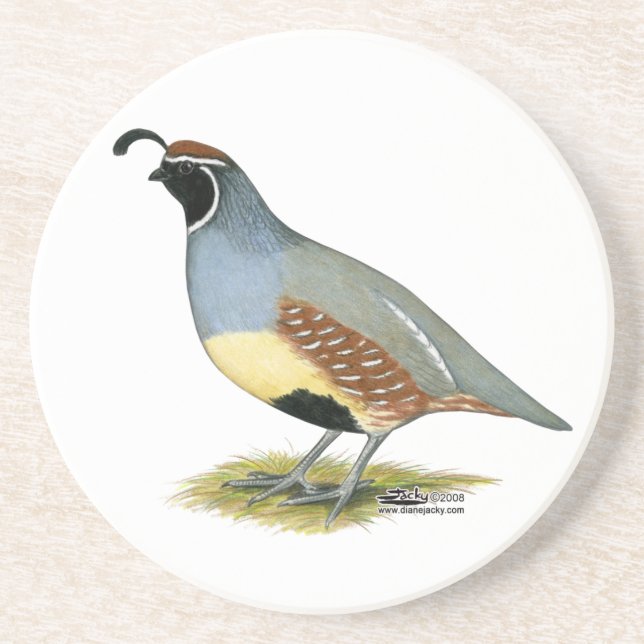 Gambel's Desert Quail Sandstone Coaster (Front)