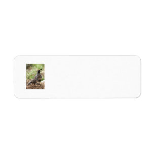 Gambel's Quail and chick address labels