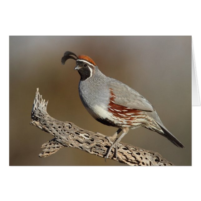 Gambel's Quail Cards (Front Horizontal)