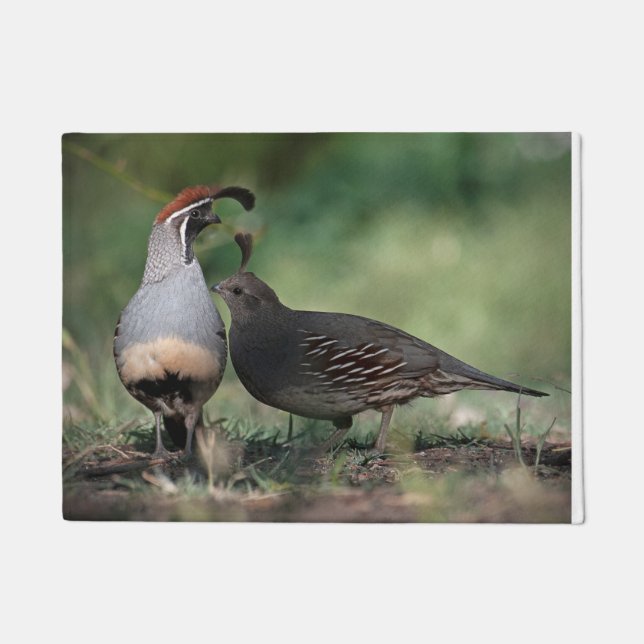 Gambel's Quail Door Mat (Front)