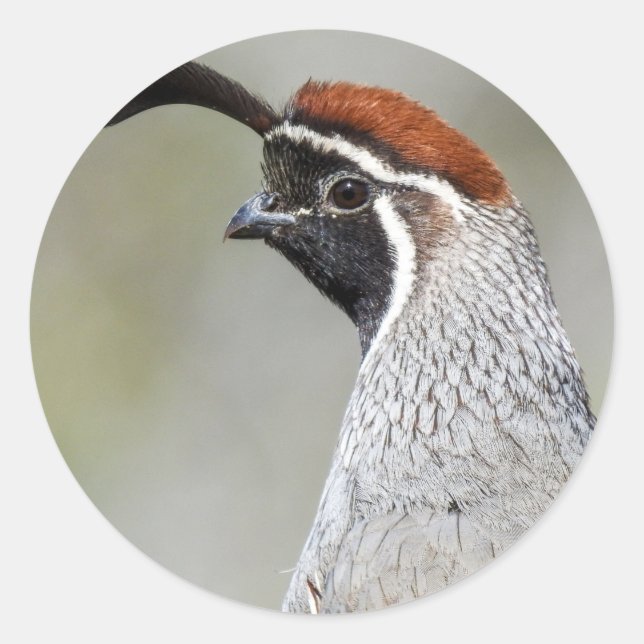 Gambel's Quail Sticker (Front)