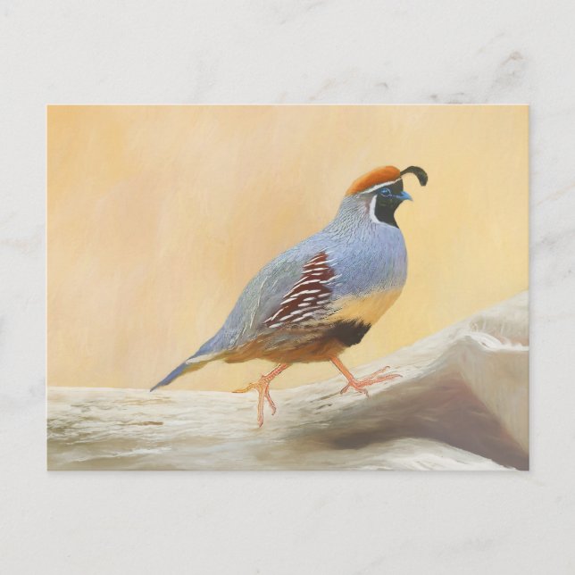 Gambrel's Quail Painting Original Bird Art Postcard (Front)