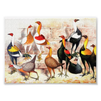 "Game Bantams" Vintage Illustration Photo Print