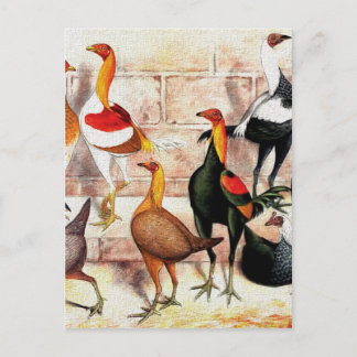 "Game Bantams" Vintage Illustration Postcard
