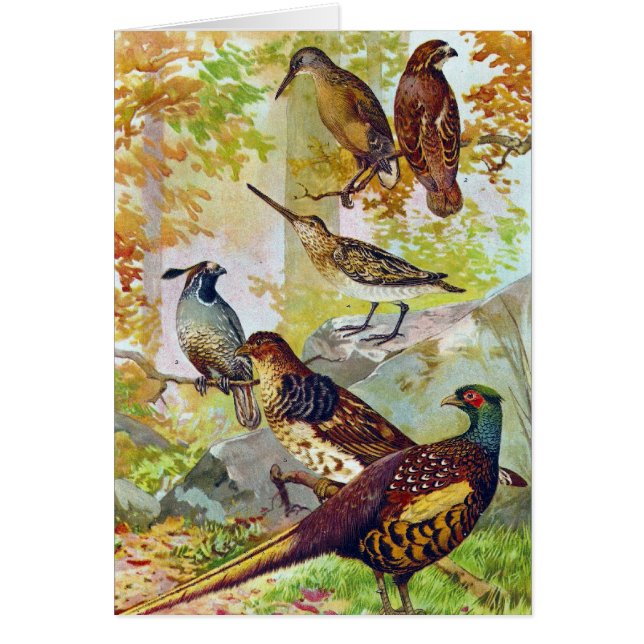 Game Birds 1902 True Stone Chromolithograph Cards (Front)