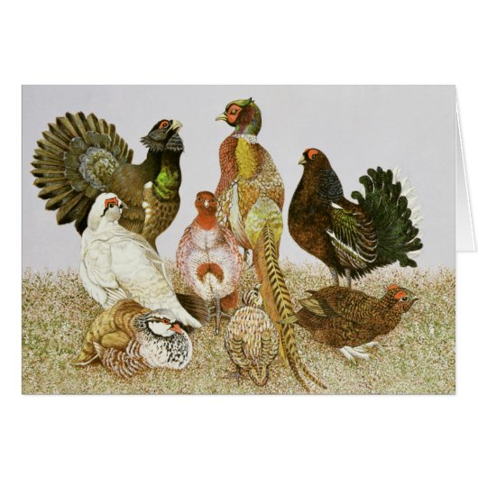 Game Birds Cards (Front Horizontal)