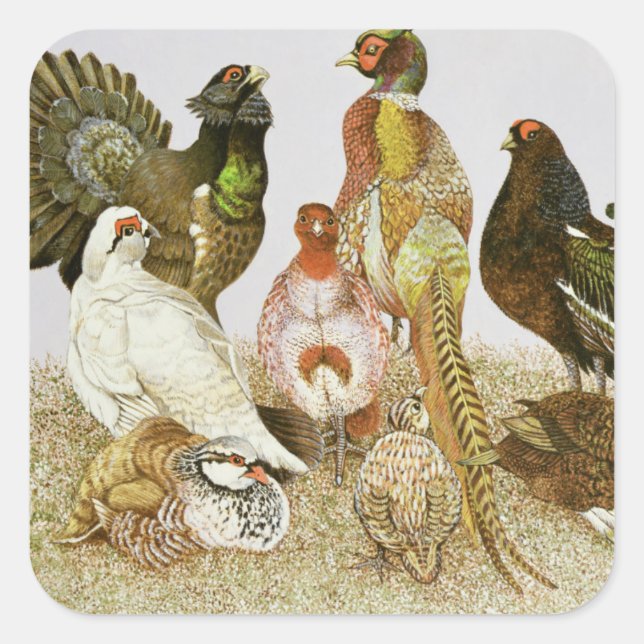 Game Birds Square Sticker (Front)