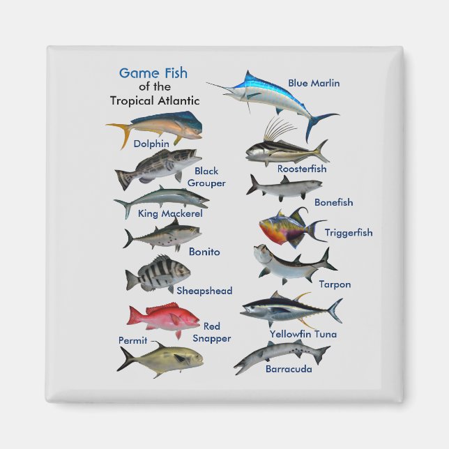Game Fish of the Tropical Atlantic  Magnet (Front)