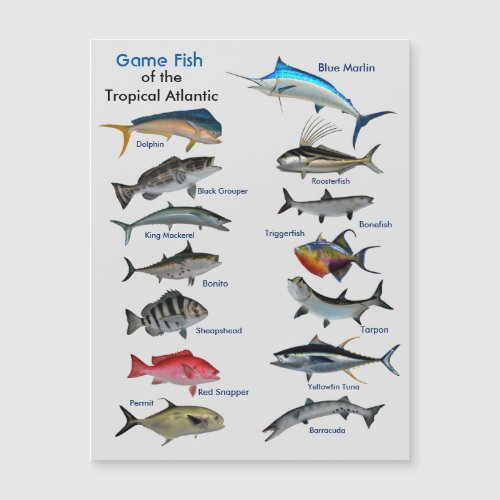 Game Fish of the Tropical Atlantic Magnetic Card