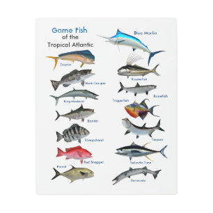 Game Fish of the Tropical Atlantic metal art