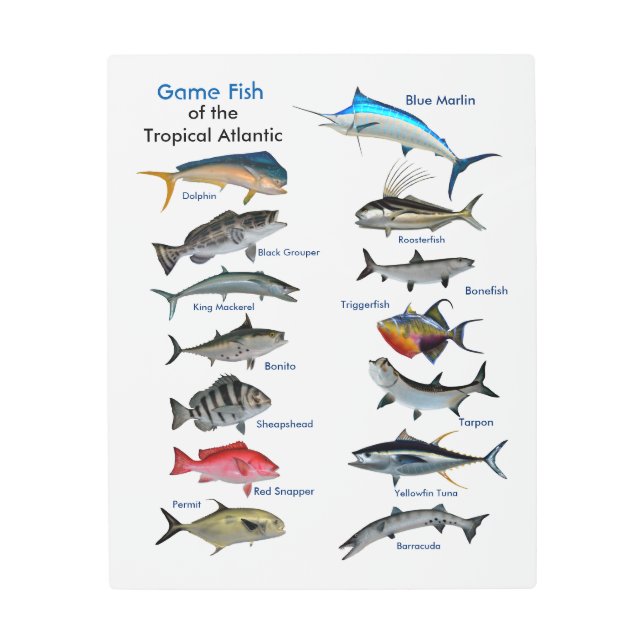 Game Fish of the Tropical Atlantic metal art (Front)