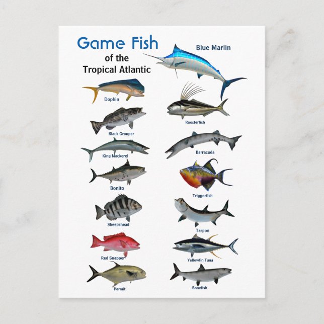 Game fish of the Tropical Atlantic  Postcard (Front)