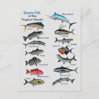 Game Fish of the Tropical Atlantic Postcard, Zazzle