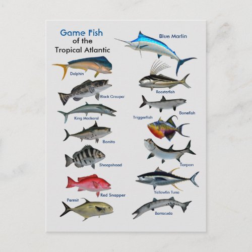 Game Fish of the Tropical Atlantic Postcard